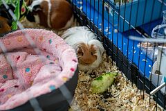 exotic-fest-184-53684162151-o.jpg