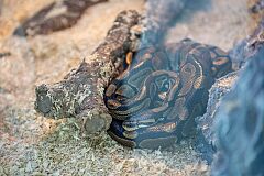 exotic-fest-192-53683296357-o.jpg